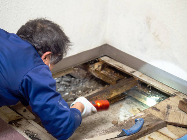 Best Preventive Mold Services in Lawrencevle, IL