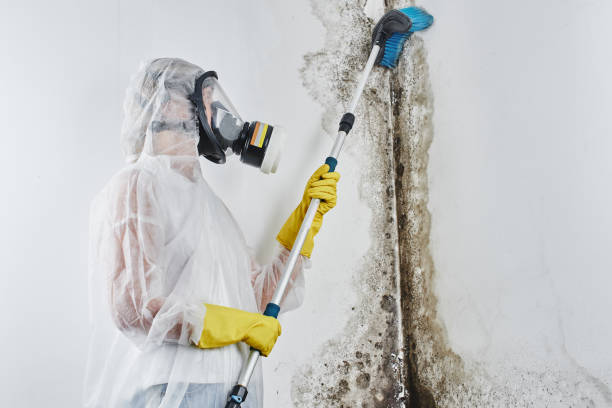 Best Commercial Mold Remediation in Lawrencevle, IL