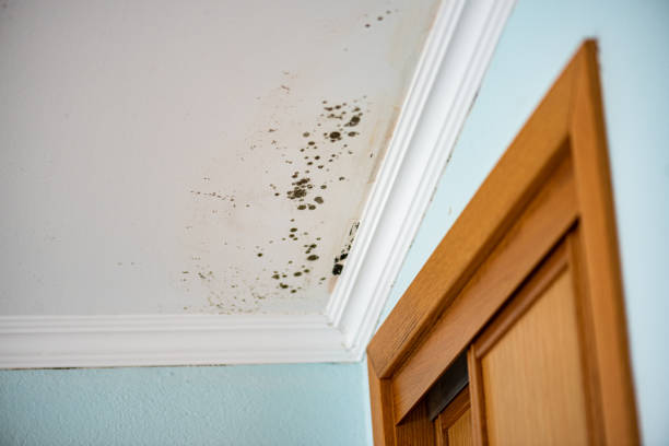 Best Crawl Space Mold Remediation in Lawrencevle, IL