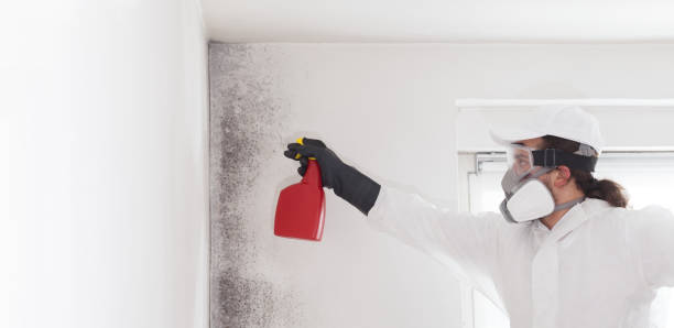 Best Attic Mold Remediation in Lawrencevle, IL