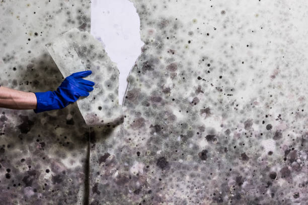 Best DIY Mold Remediation Support Services in Lawrencevle, IL