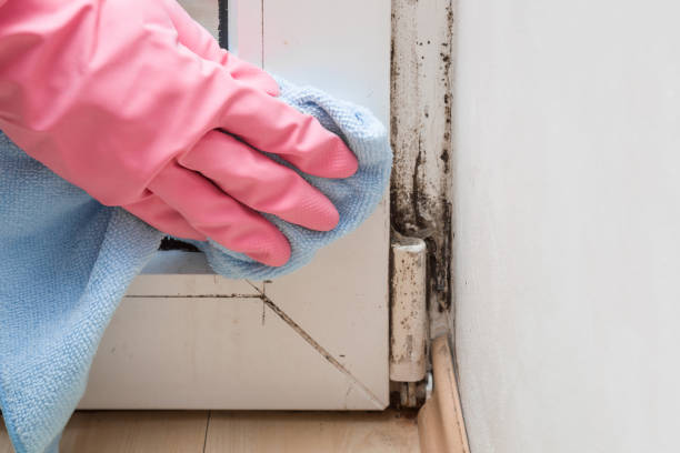 Best Post-Flood Mold Remediation in Lawrencevle, IL