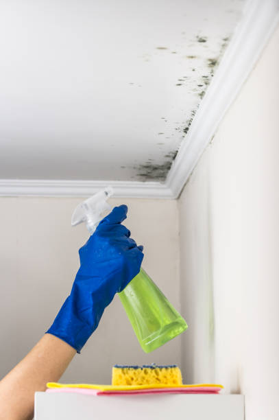 Professional Mold Remediation in Lawrenceville, IL