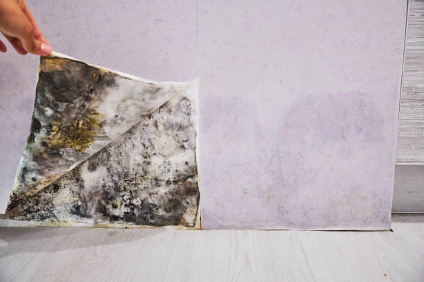 Best Kitchen Mold Remediation in Lawrencevle, IL